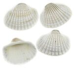 anadara brazilian shell