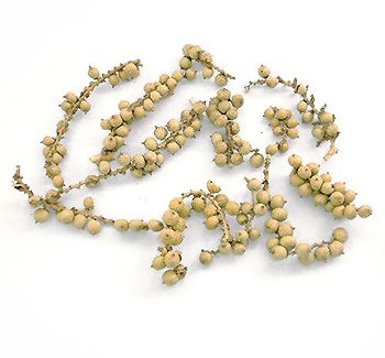 canella berries
